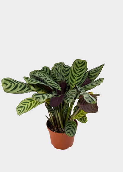 Calathea - Burle Marxii
