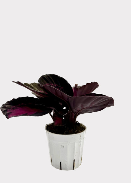 A small potted Calathea Ornata 'Purple Comet' plant with dark purple leaves, in a white plastic nursery pot, set against a white background.