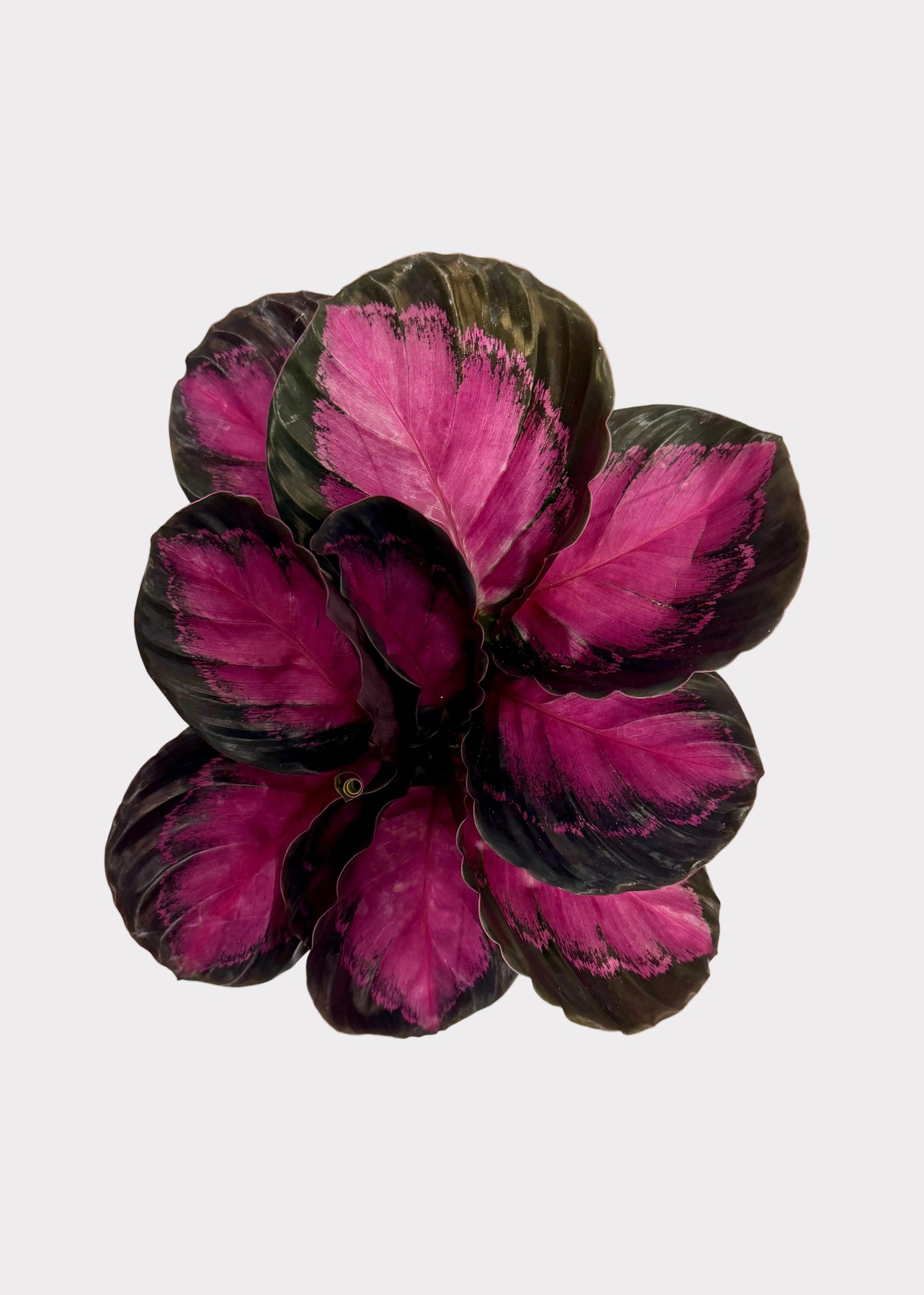 A Calathea Crimson houseplant with vibrant magenta-pink and dark purple variegated leaves, photographed against a white textured background.