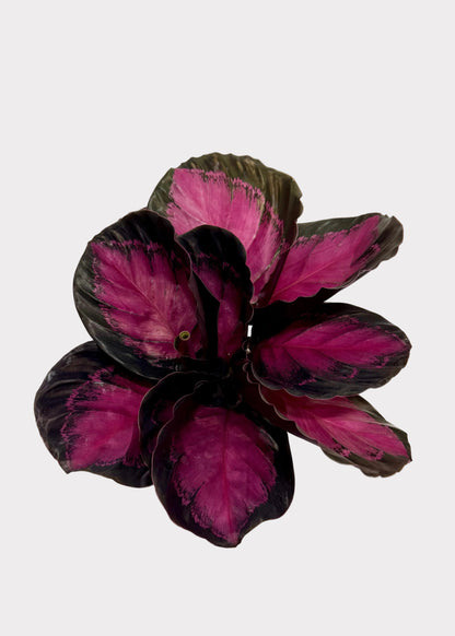 A Calathea Ornata 'Firebristle' plant with striking magenta-pink and dark purple variegated leaves, photographed against a white textured background.