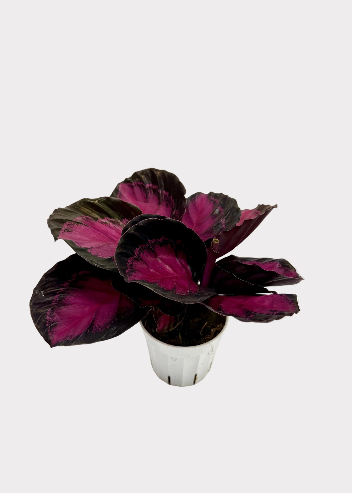 Calathea - Crimson