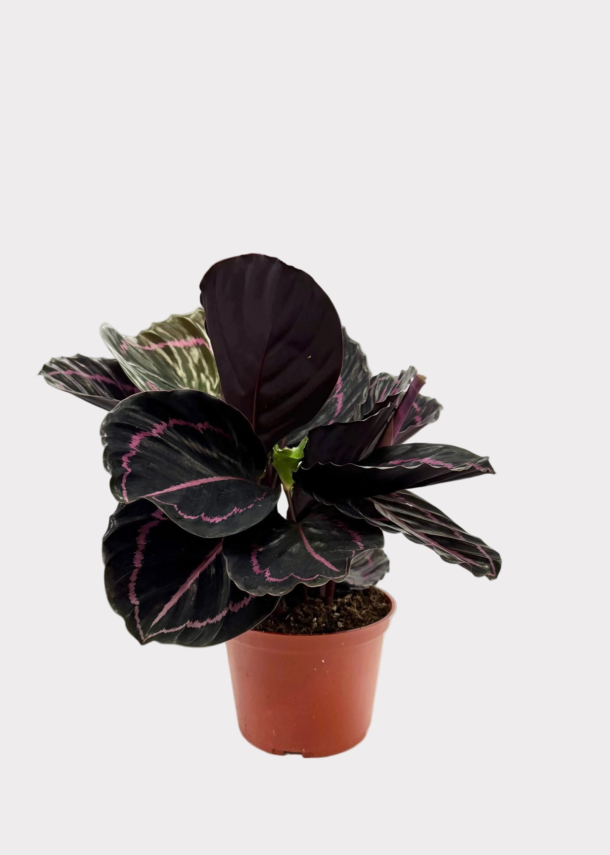 A potted Calathea Ornata (Purple Calathea) plant with dark purple leaves featuring pinkish-purple veining, in a terracotta-colored plastic pot, set against a white shelf background.