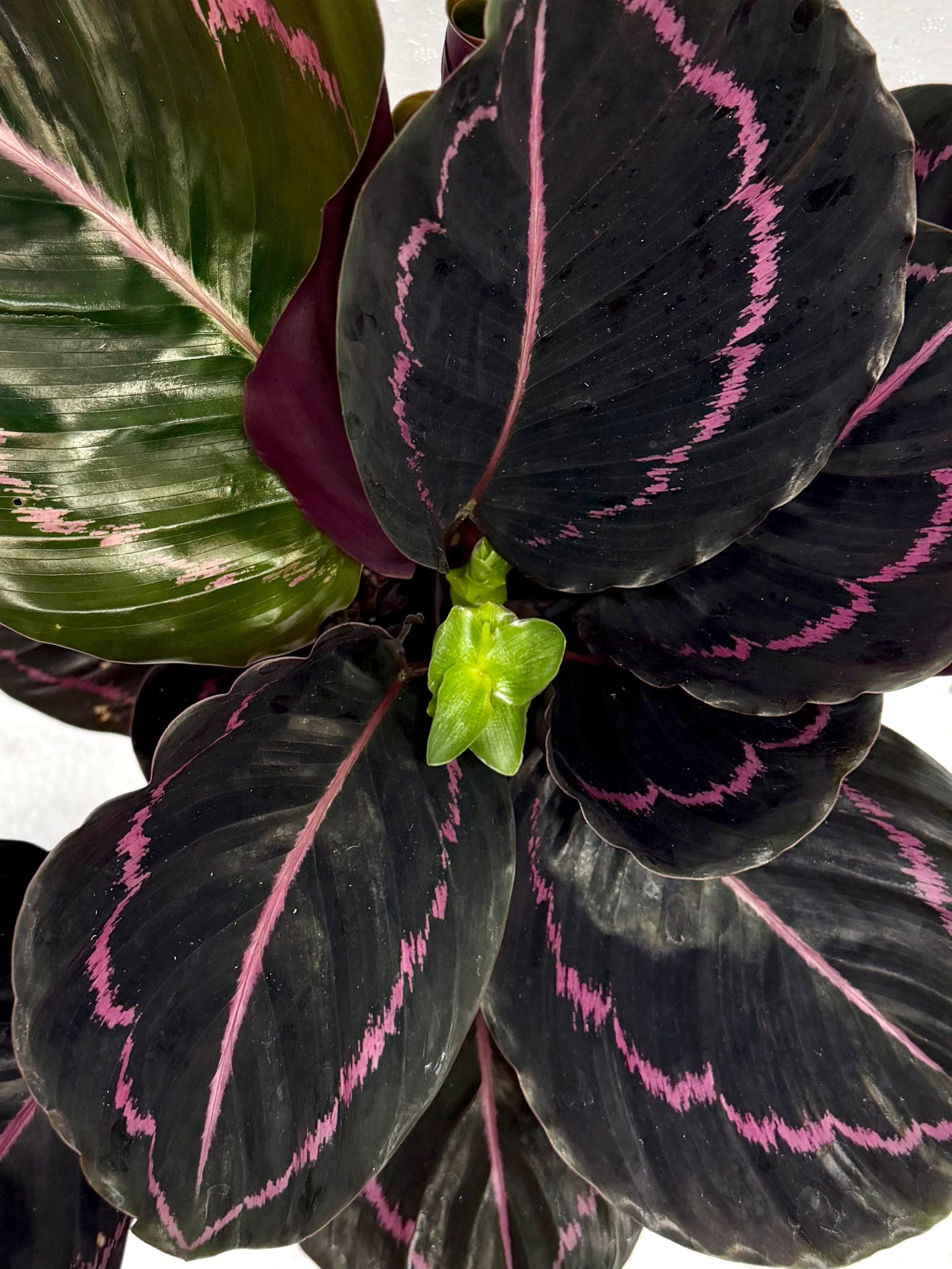 Close-up of a Calathea Dottie 'Pink Stripe' houseplant, showing its dark purple-black leaves with vibrant pink stripes and a small green new shoot at the center.
