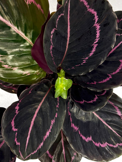 Close-up of a Calathea Dottie 'Pink Stripe' houseplant, showing its dark purple-black leaves with vibrant pink stripes and a small green new shoot at the center.