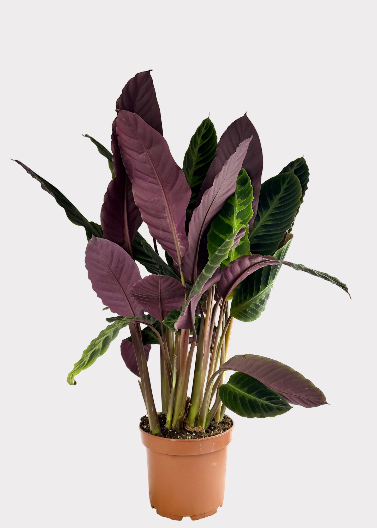 Goeppertia Warszewiczii - Calathea Jungle Velvet
