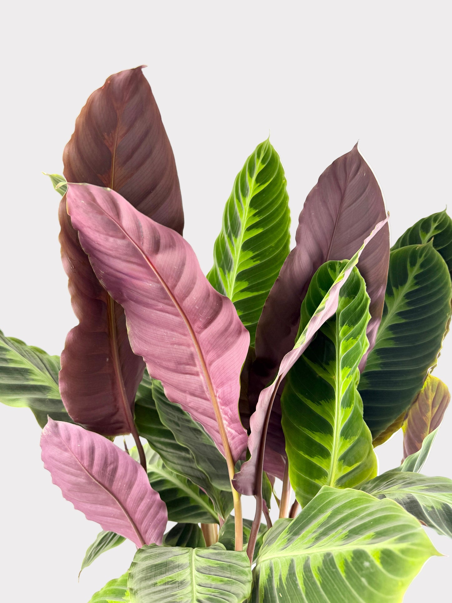 Goeppertia Warszewiczii - Calathea Jungle Velvet