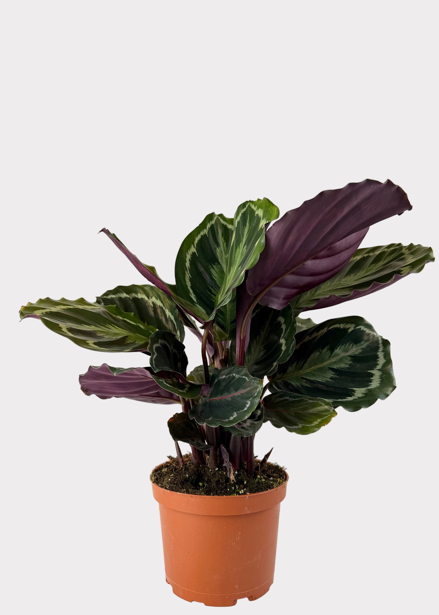 Calathea - Medallion