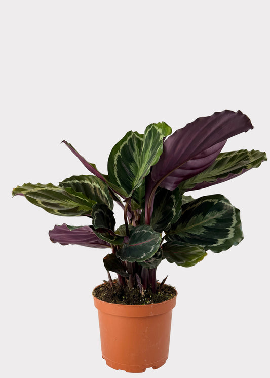 Calathea - Medallion