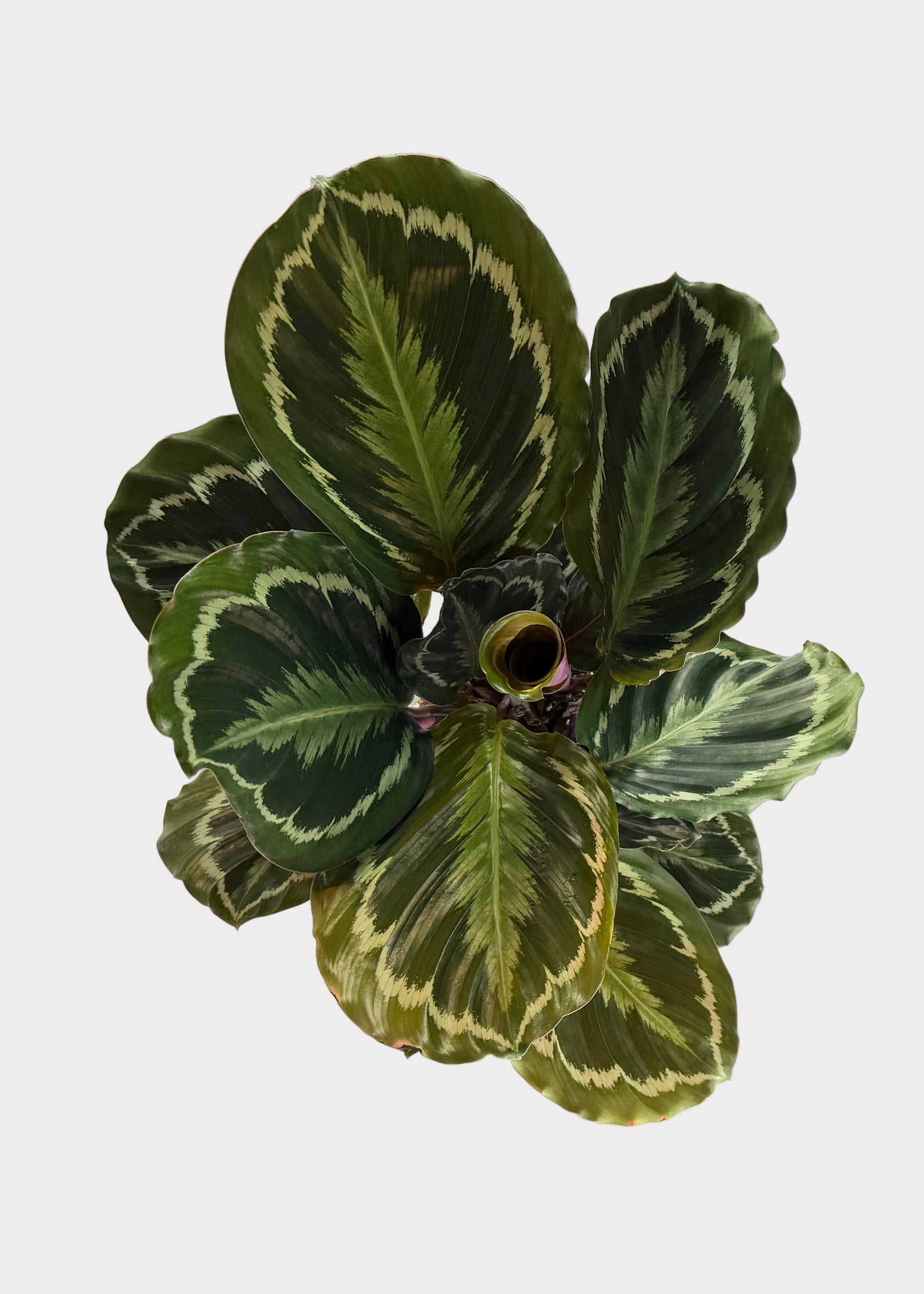 Calathea - Medallion