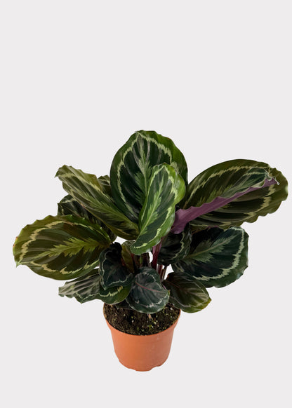 Calathea - Medallion