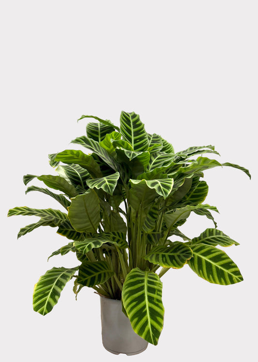 Calathea – Zebrina