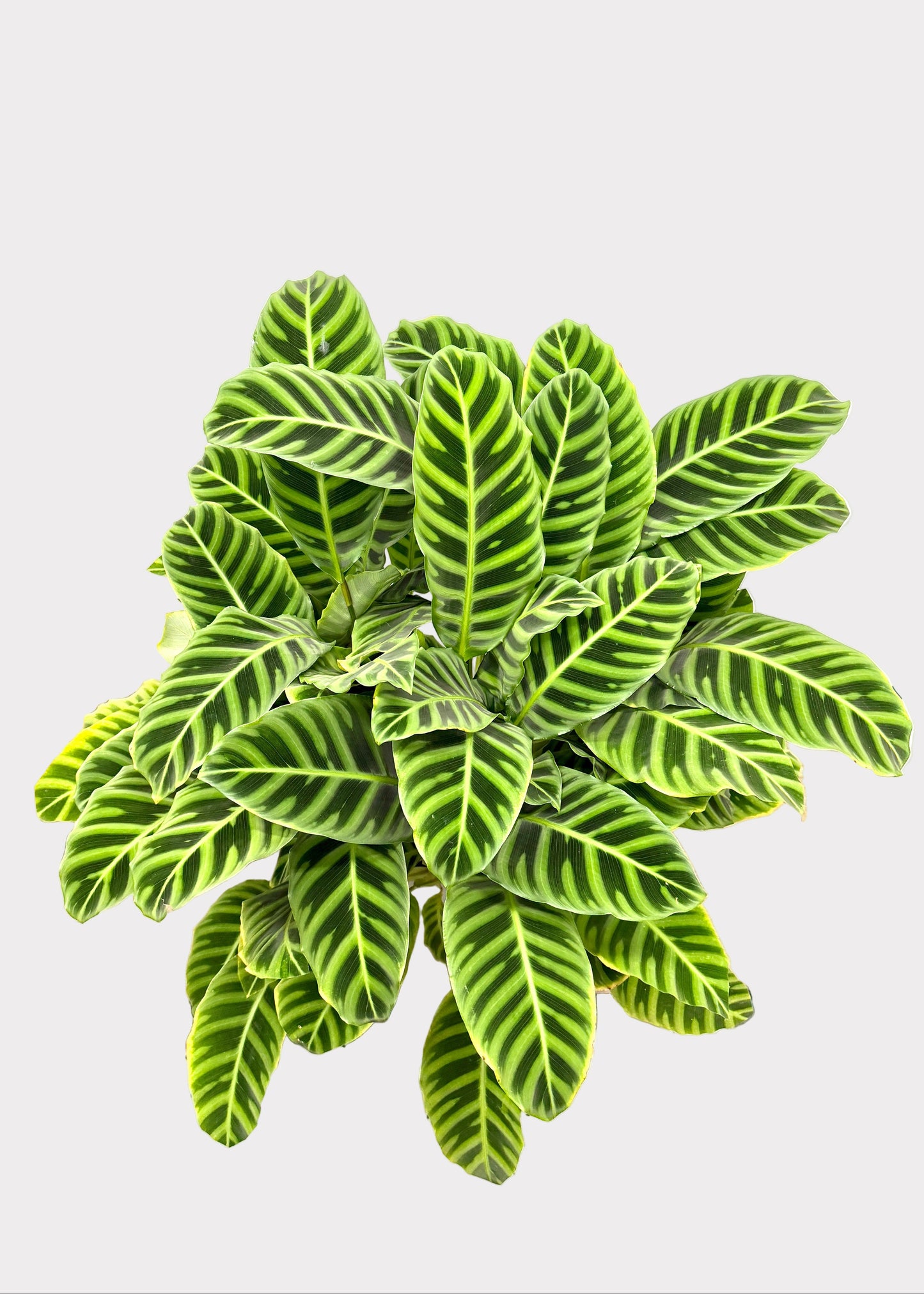 Calathea – Zebrina