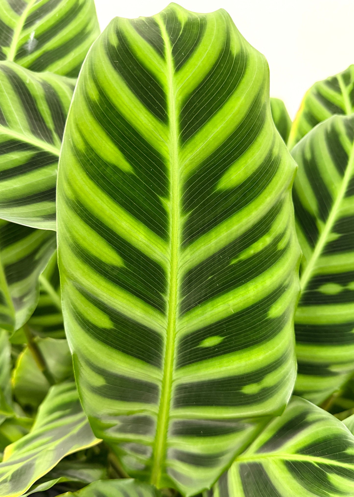 Calathea – Zebrina