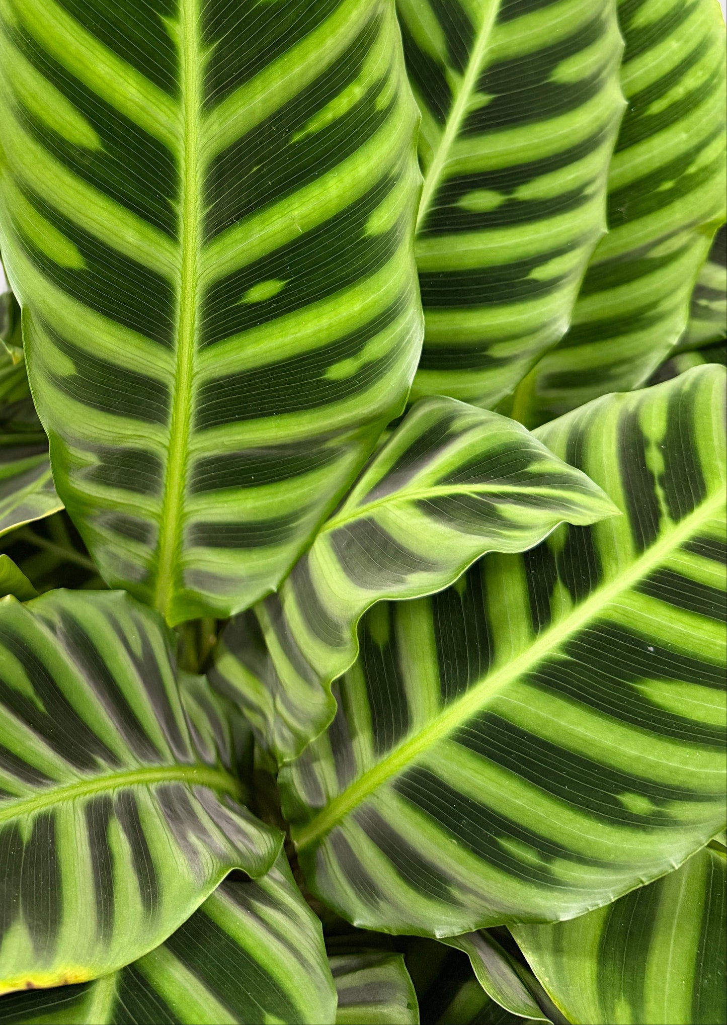 Calathea – Zebrina