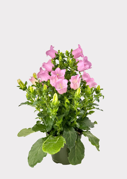 Campanula - Bellflower
