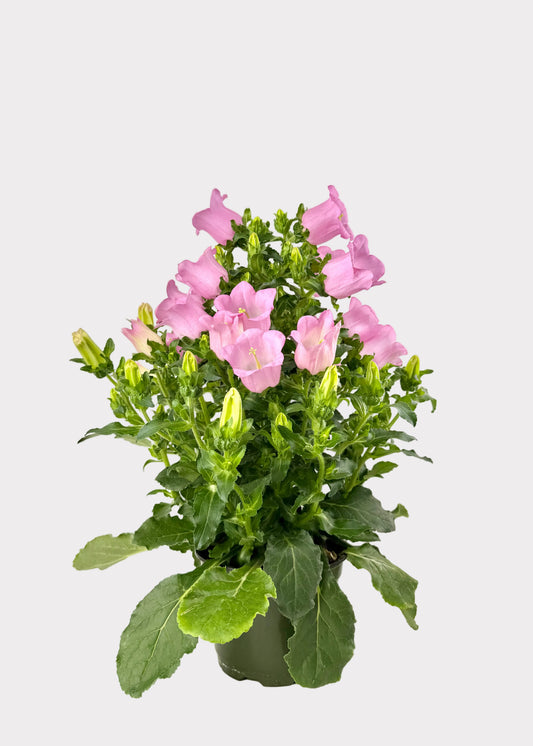 Campanula - Bellflower