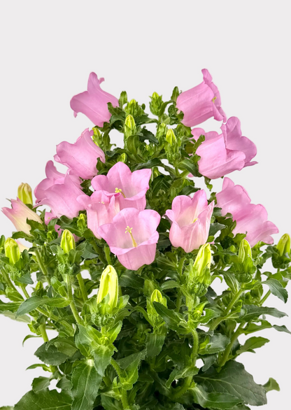 Campanula - Bellflower
