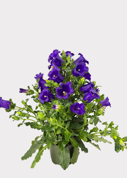 Campanula - Bellflower