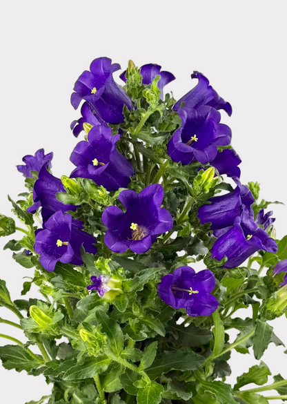 Campanula - Bellflower