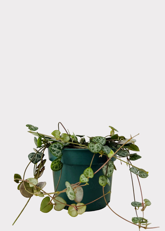 Ceropegia Woodii – String of Hearts