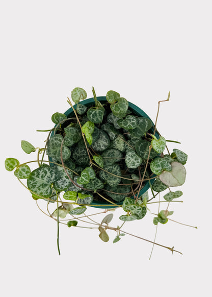 Ceropegia Woodii – String of Hearts