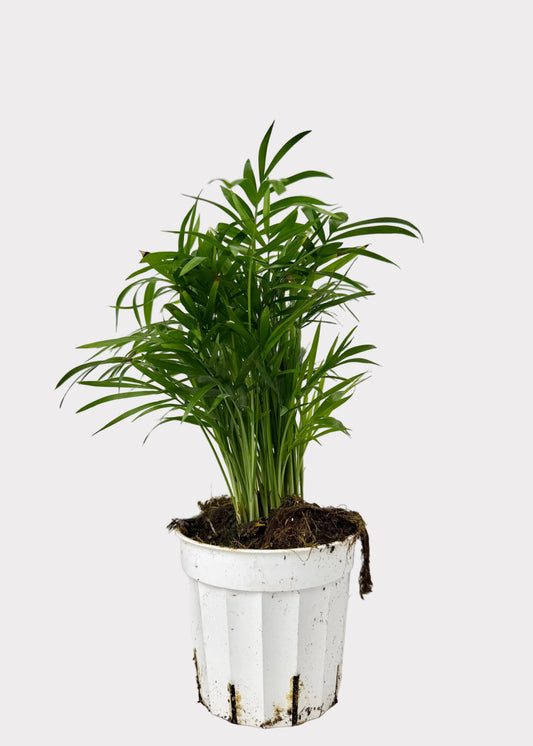 Chamaedorea Elegans