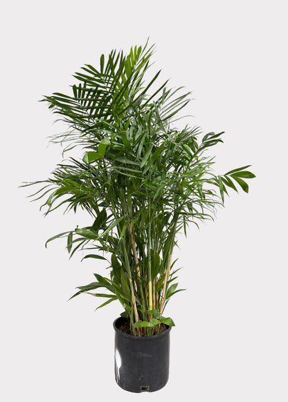 Chamaedorea Seifrizii - Bamboo Palm