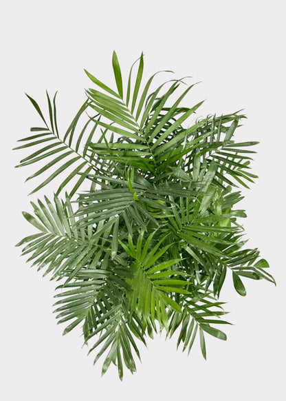 Chamaedorea Seifrizii - Bamboo Palm