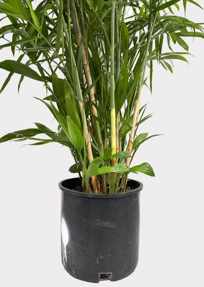 Chamaedorea Seifrizii - Bamboo Palm