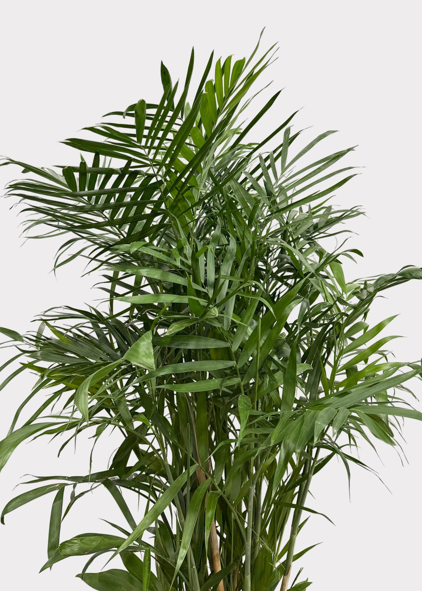 Chamaedorea Seifrizii - Bamboo Palm