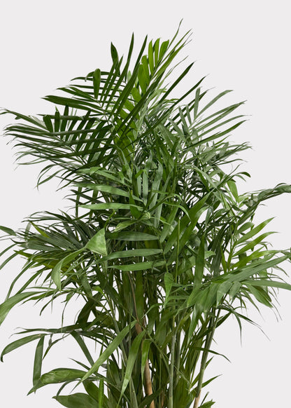 Chamaedorea Seifrizii - Bamboo Palm