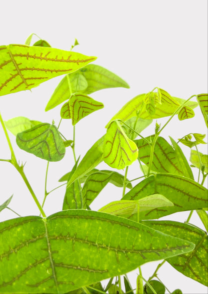 Christia Obcordata – Butterfly Plant