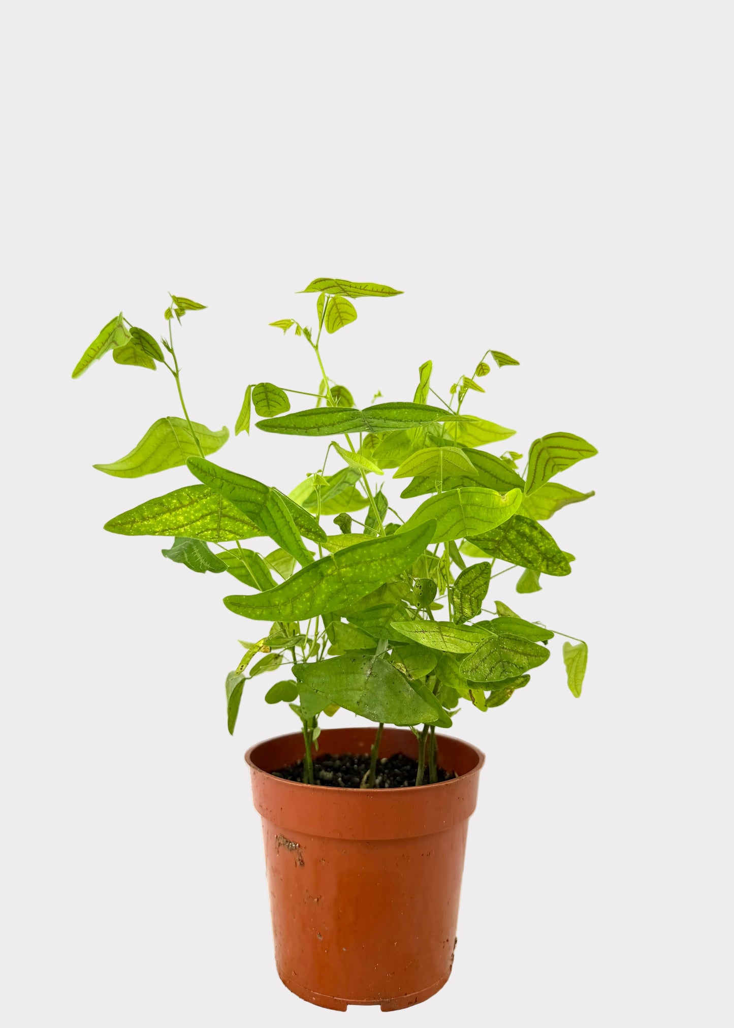 Christia Obcordata – Butterfly Plant