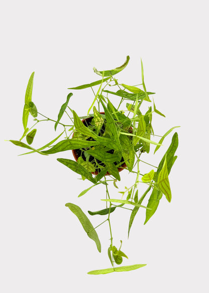 Christia Obcordata – Butterfly Plant