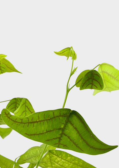 Christia Obcordata – Butterfly Plant