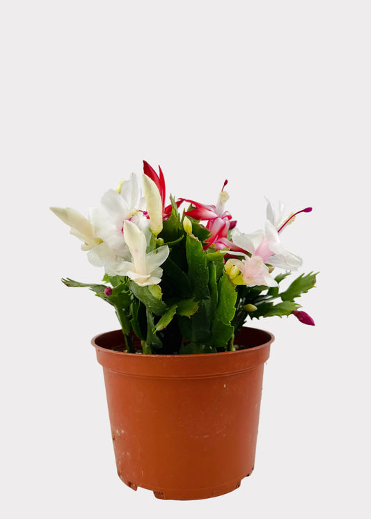 Christmas Cactus