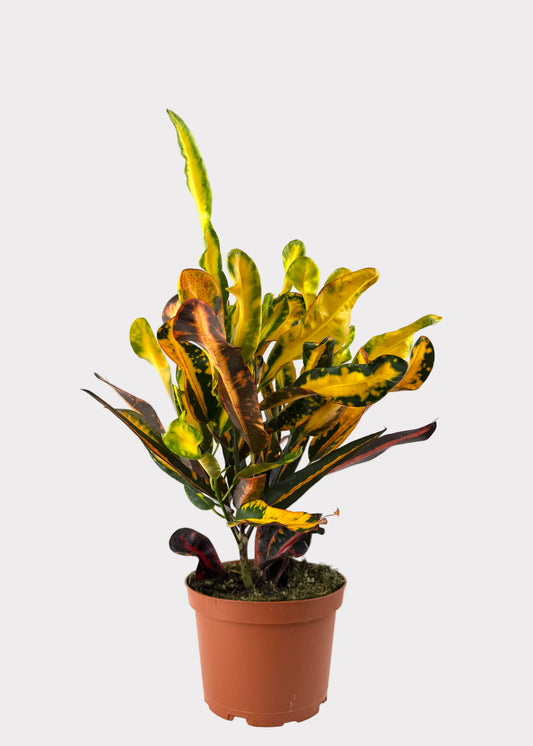 Croton - Mammy