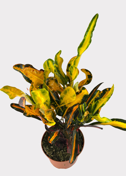 Croton - Mammy