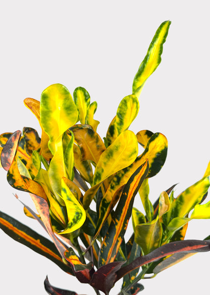 Croton - Mammy