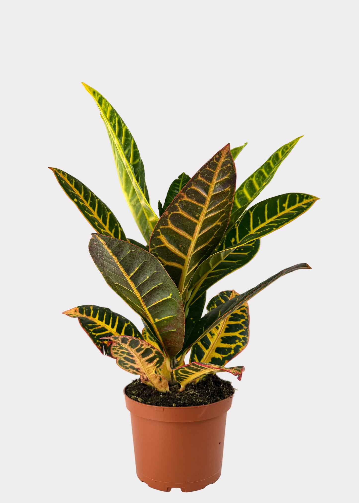 Croton - Petra