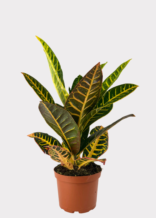 Croton - Petra