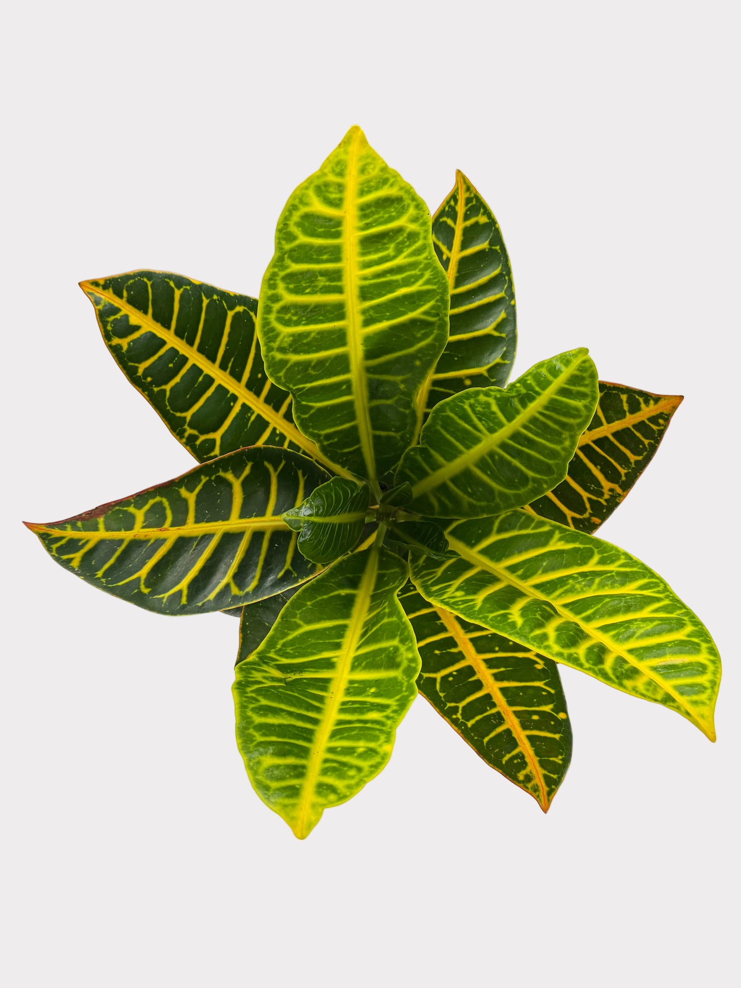 Croton - Petra