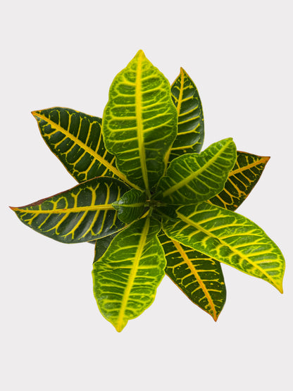 Croton - Petra