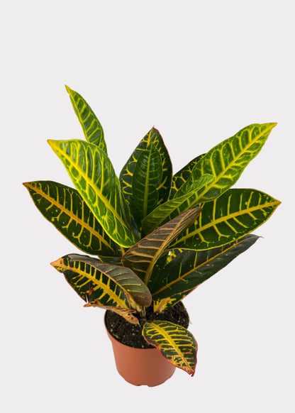 Croton - Petra