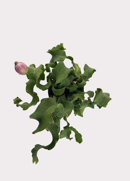 Epiphyllum Guatemalense – Curly Locks Cactus