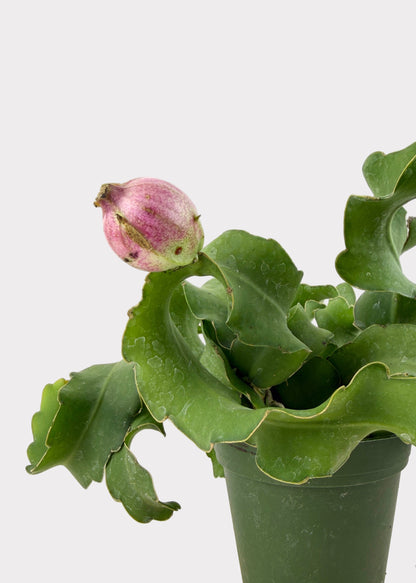 Epiphyllum Guatemalense – Curly Locks Cactus