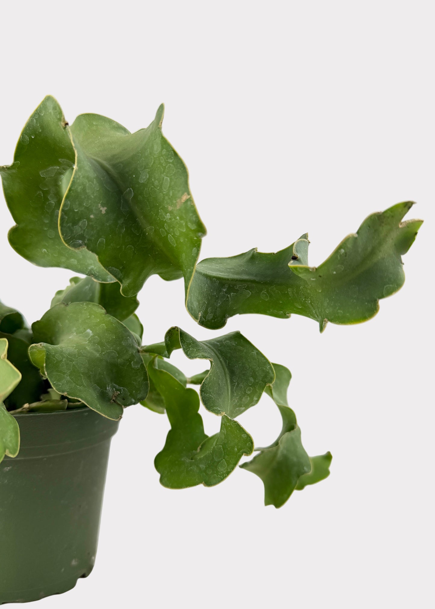 Epiphyllum Guatemalense – Curly Locks Cactus