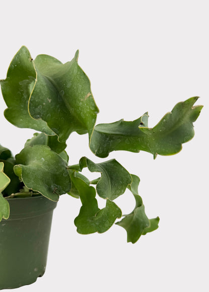 Epiphyllum Guatemalense – Curly Locks Cactus