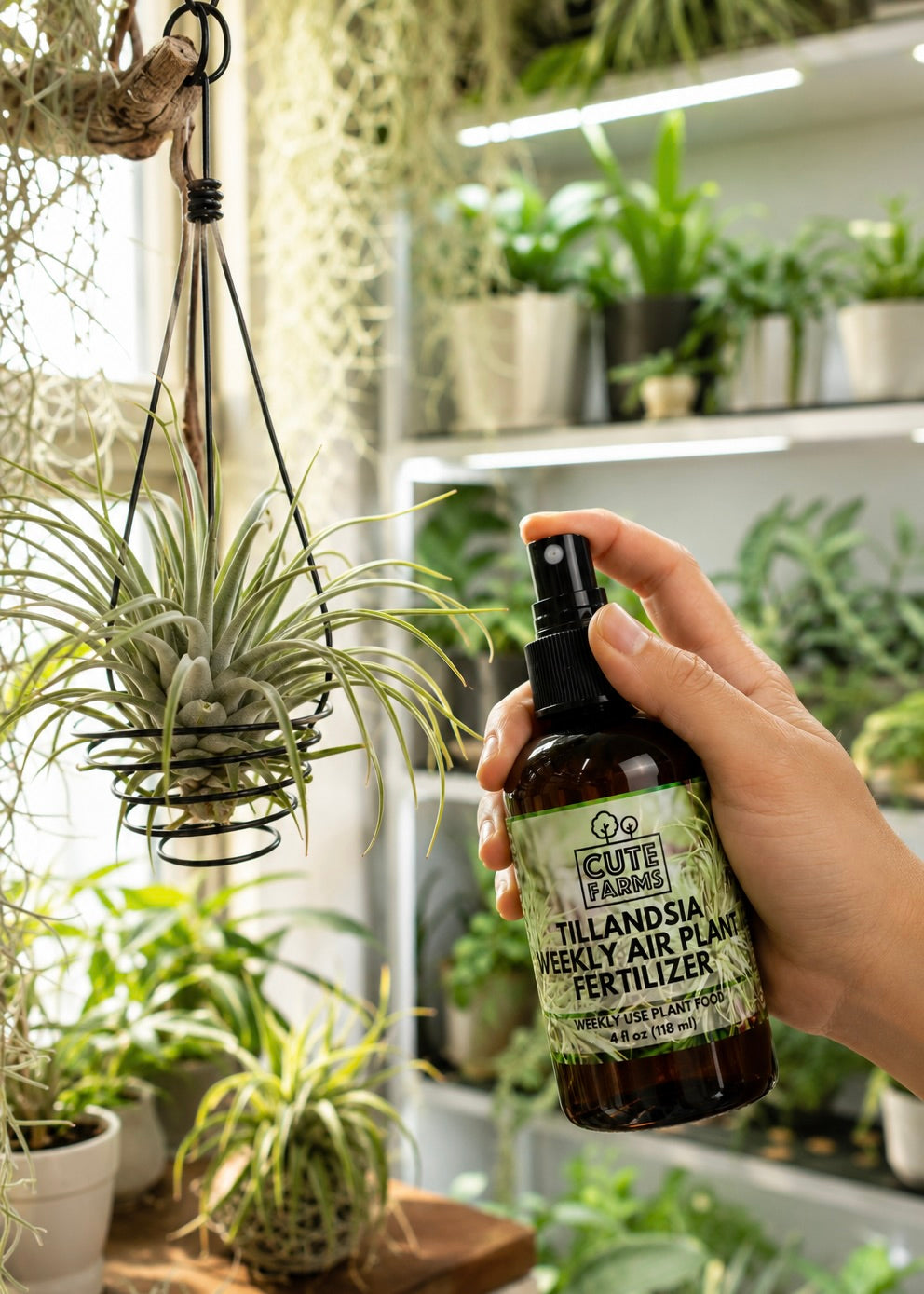 A hand holding a bottle of Cute Fabulous Tillandsia Weekly Air Plant Fertilizer, spraying mist towards a hanging air plant in a bright, plant-filled indoor garden setting.