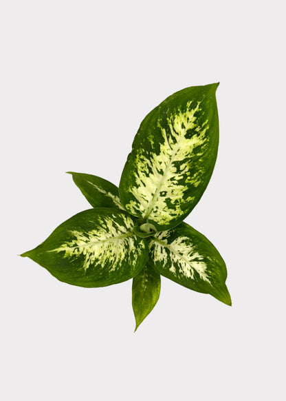 Dieffenbachia Compacta - Compact Dumb Cane Plant